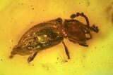 Detailed Fossil Beetle (Coleoptera) & Fly (Diptera) In Baltic Amber #90843-1